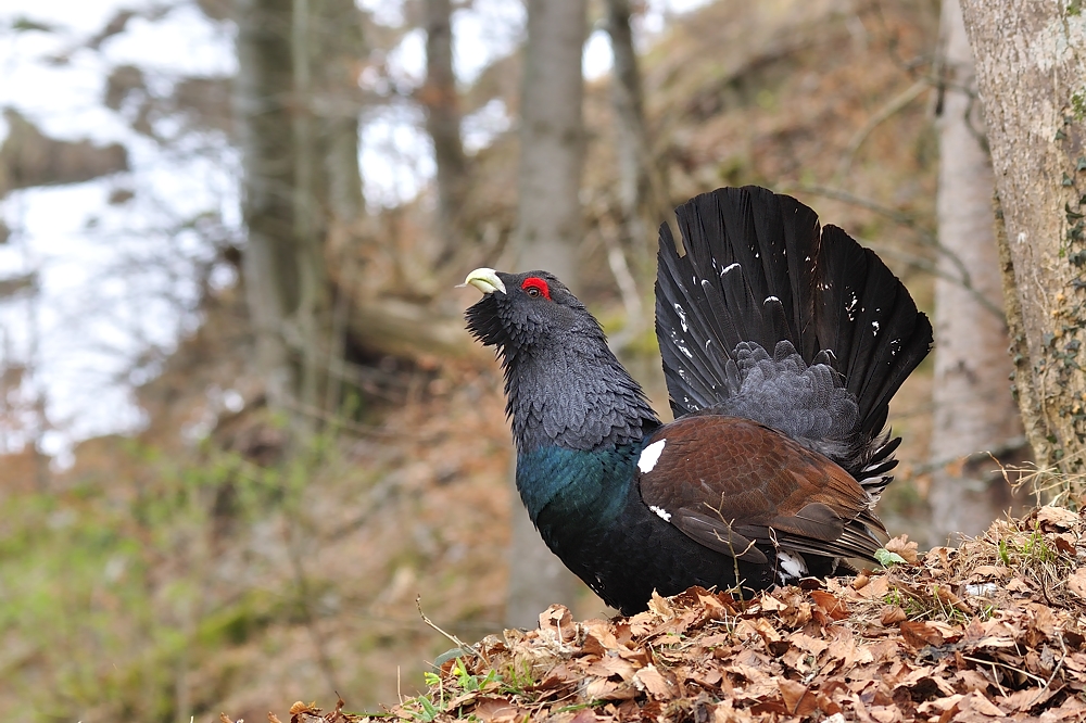 Im Bergwald