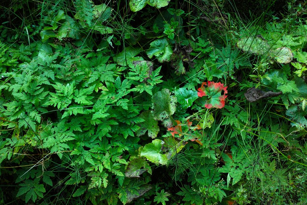 Im Bergwald der Winklmoosalm 3