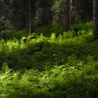 Im Bergwald der Winklmoosalm