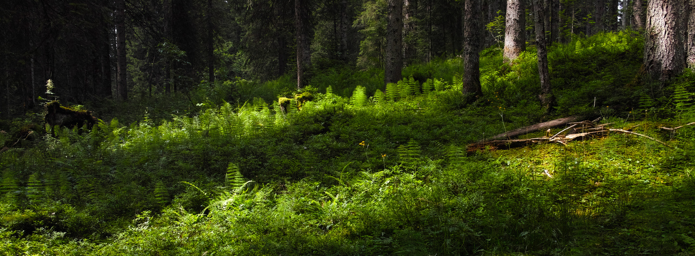 Im Bergwald der Winklmoosalm