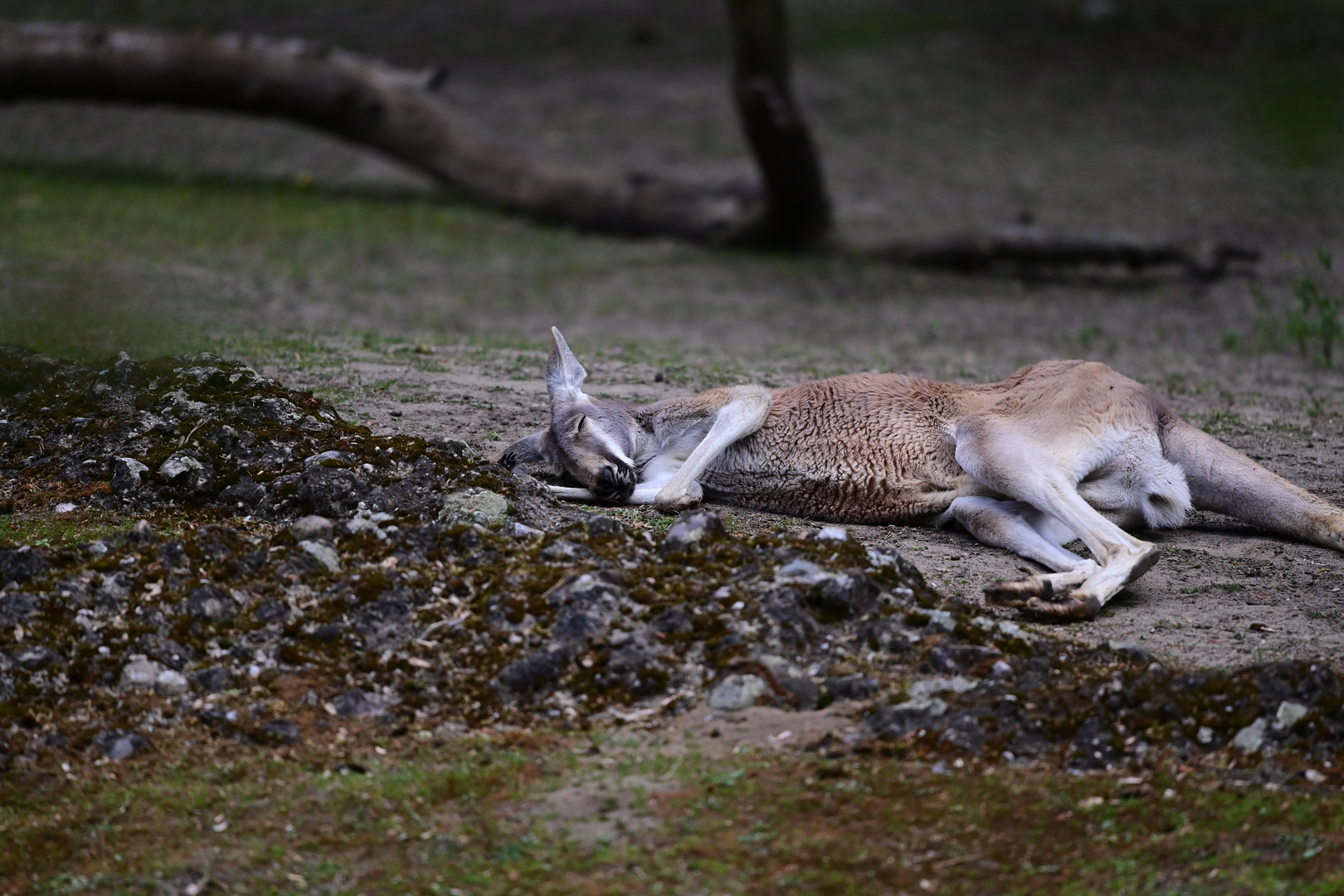 IM Berlin Zoo