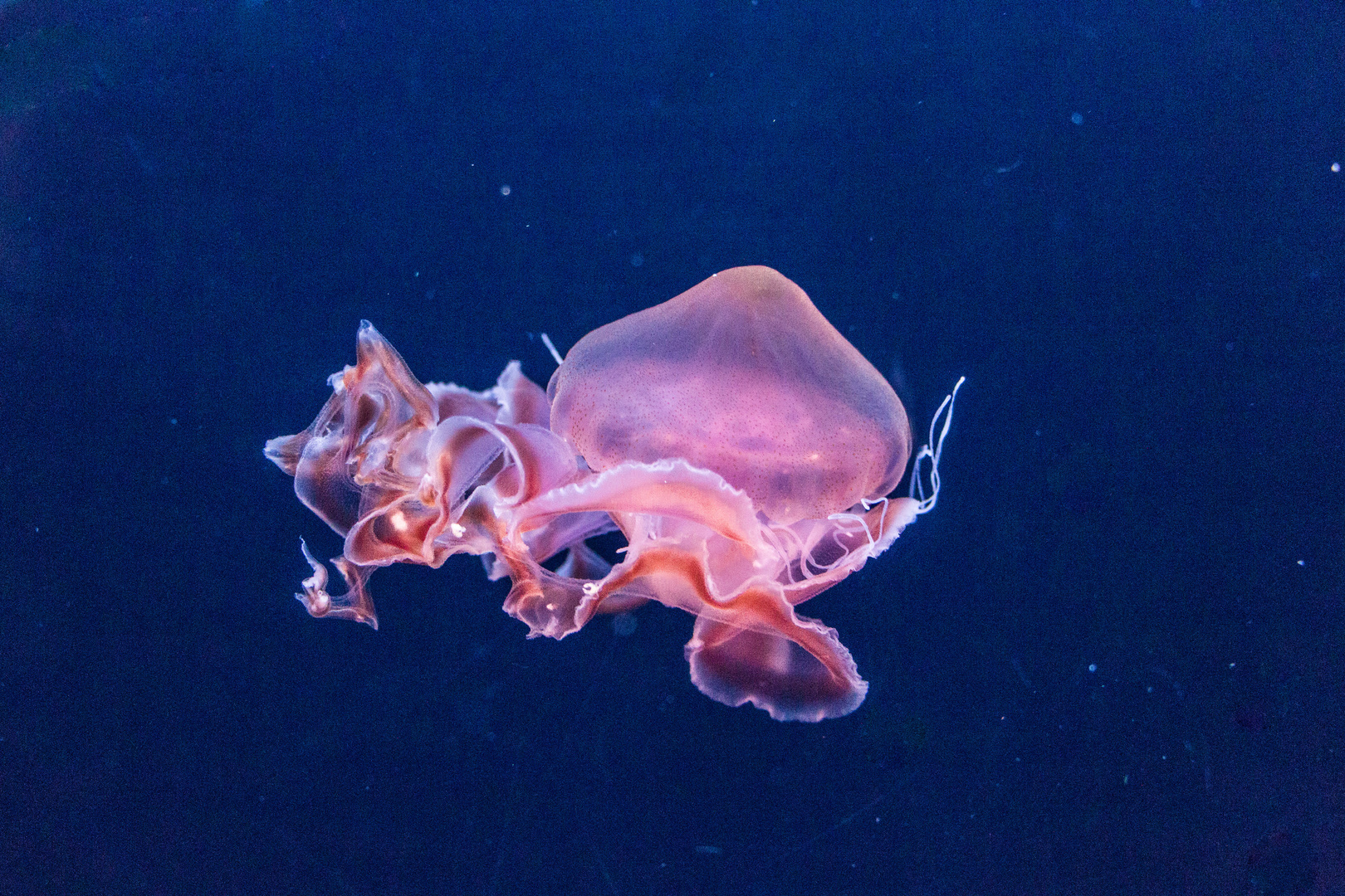 Im Berliner Aquarium