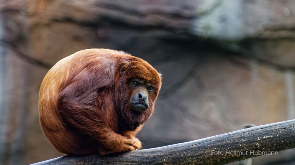 IM (BERLINER) TIERPARK BELAUSCHT