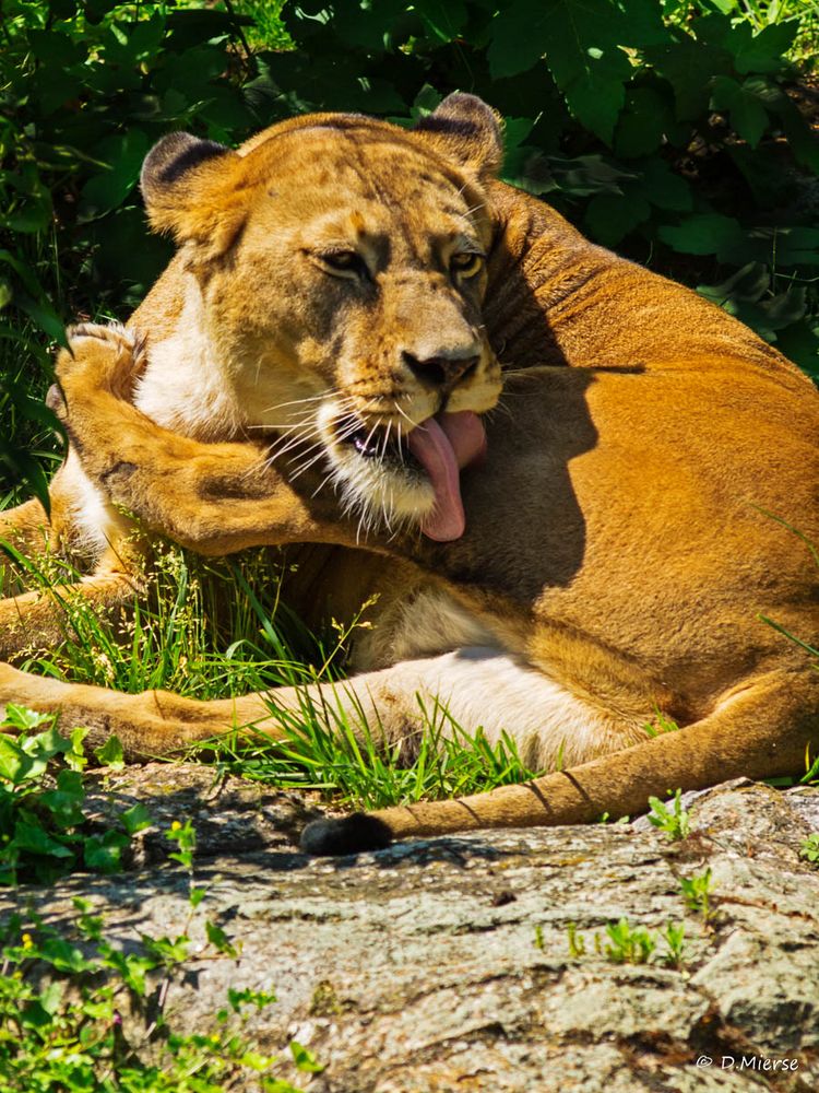 Im Berliner Zoo