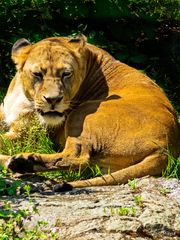 Im Berliner Zoo