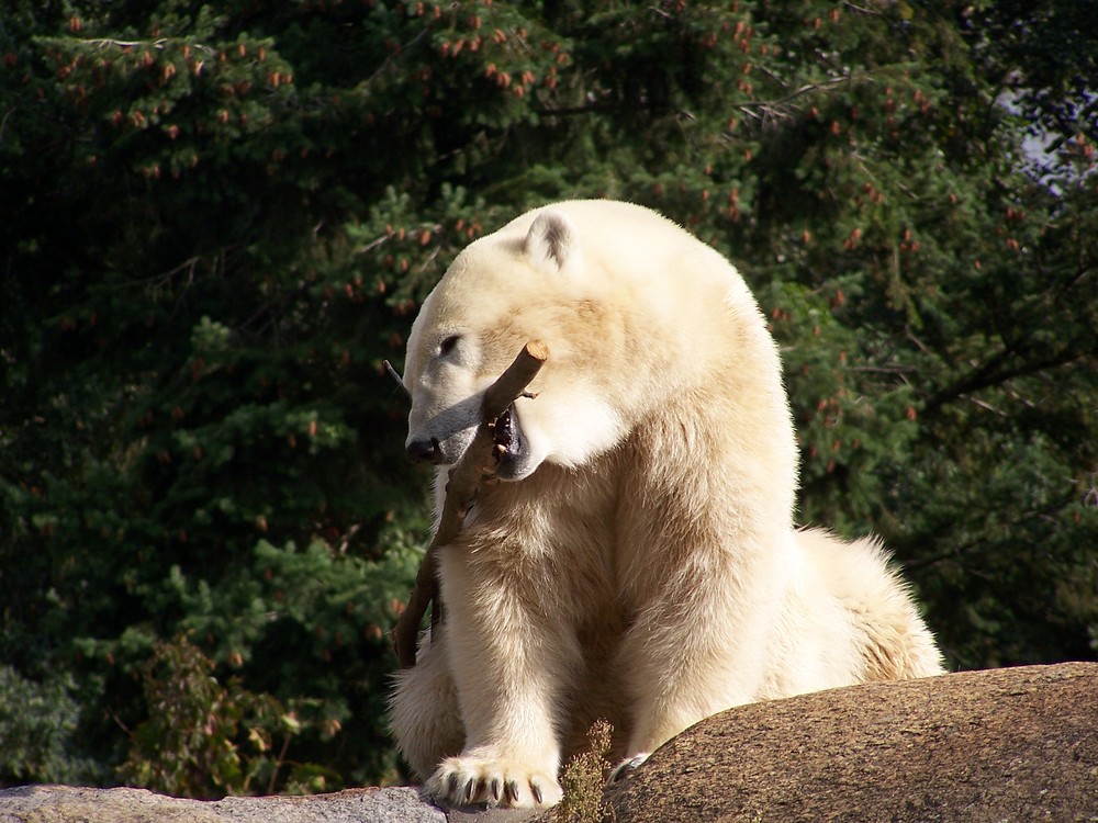 Im Berliner Zoo