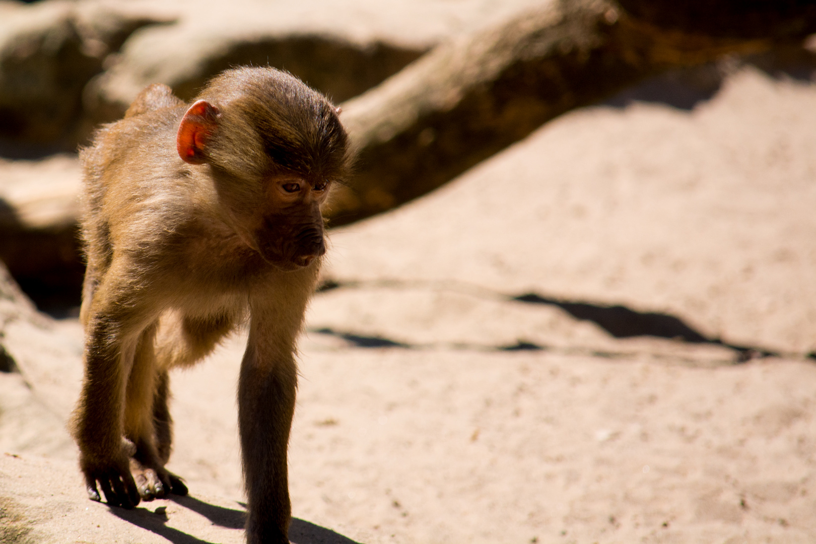 Im berliner Zoo