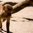 Im berliner Zoo