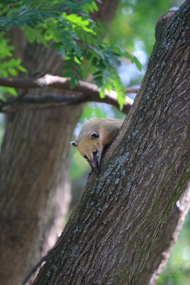 Im Berliner Zoo