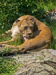 Im Berliner Zoo