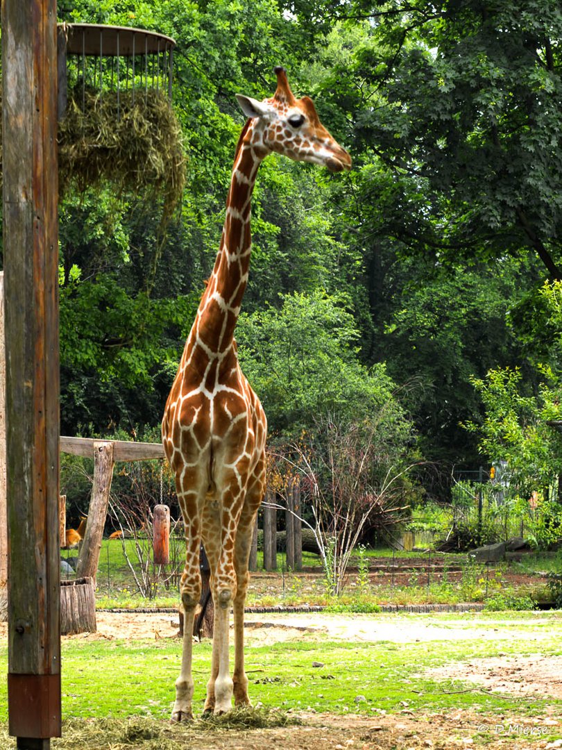 Im Berliner Zoo