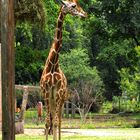 Im Berliner Zoo