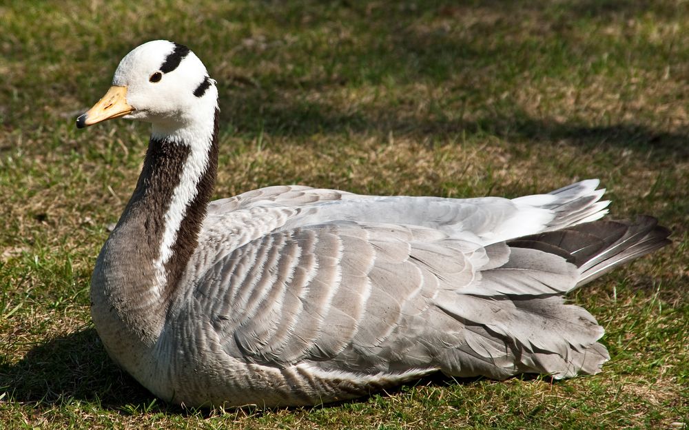 im Berliner Zoo