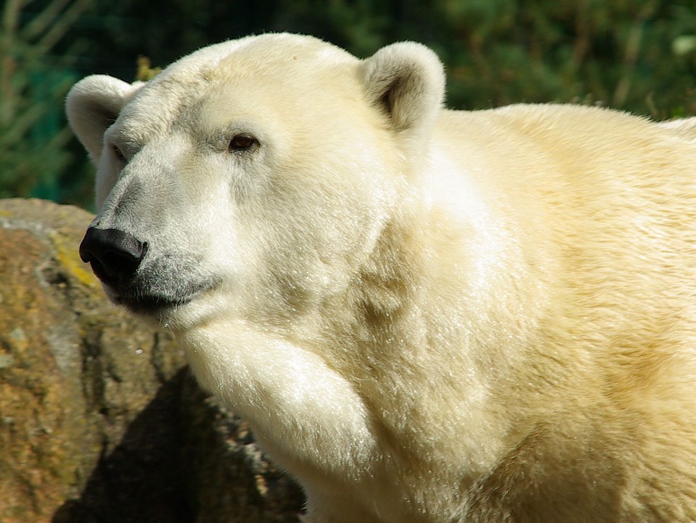 ..im Berliner Zoo.... die Eisbären