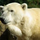 ..im Berliner Zoo.... die Eisbären