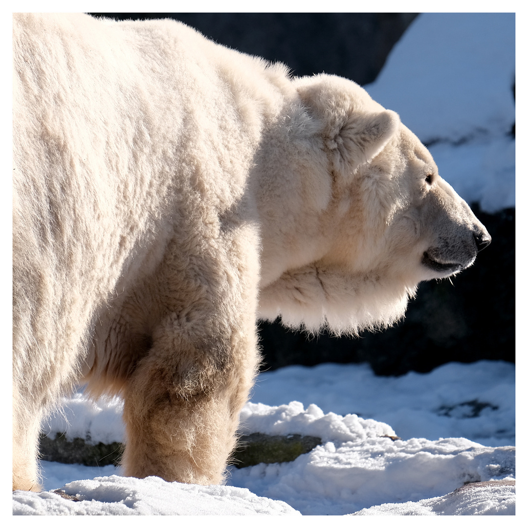 Im Berliner Zoo II