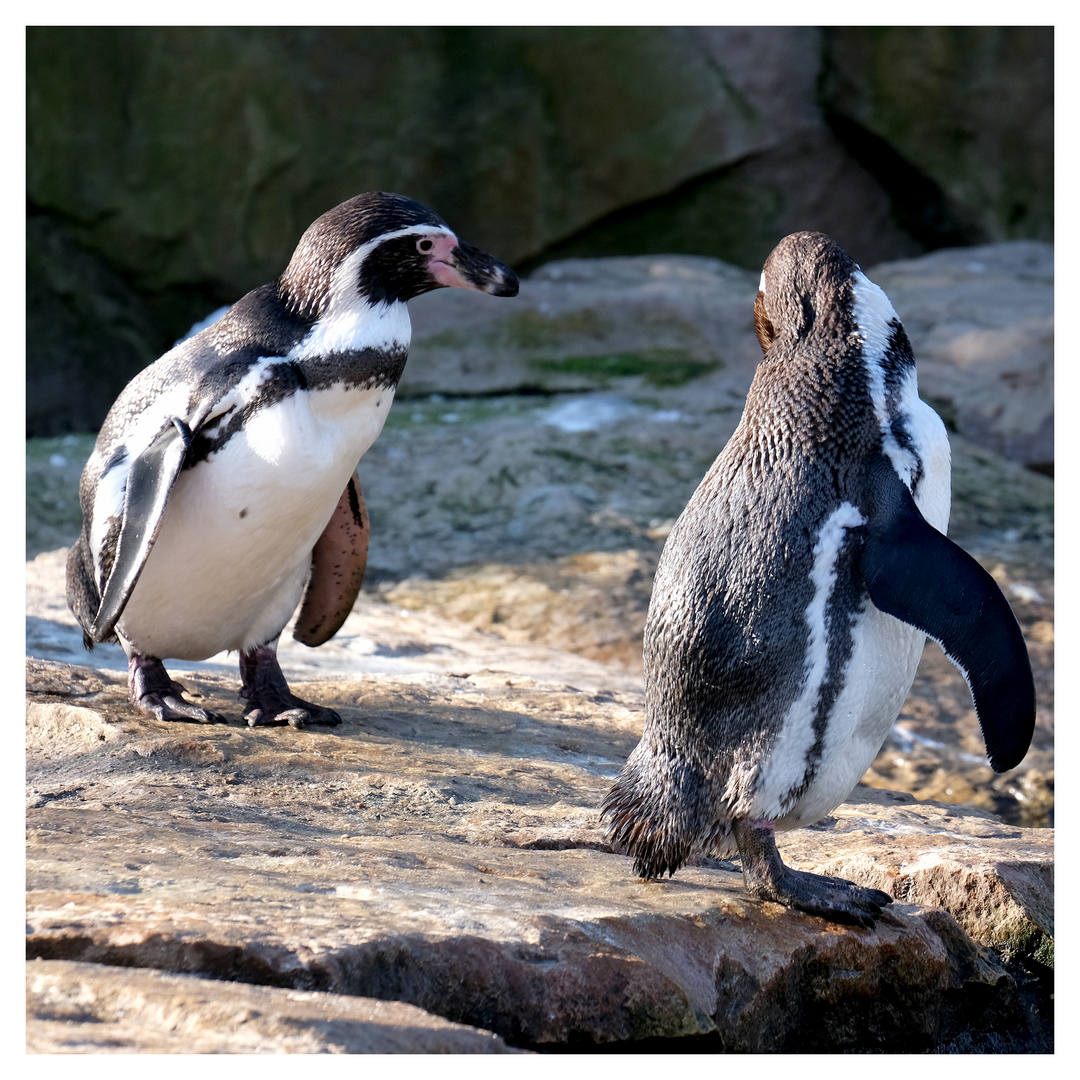 Im Berliner Zoo III