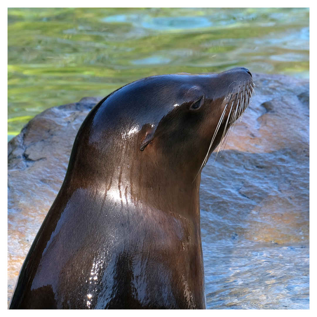 Im Berliner Zoo VII