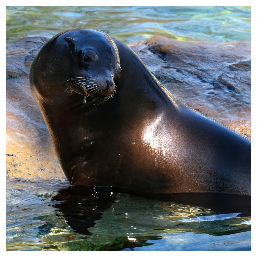 Im Berliner Zoo VIII