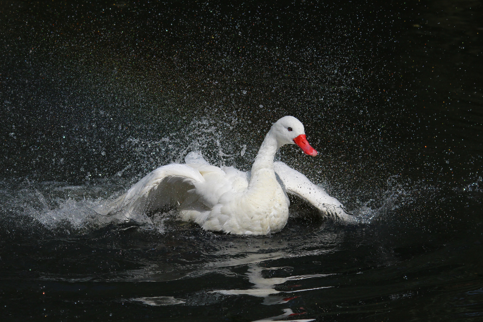 Im Bernburger Zoo den Schwan beim Baden beobachtet