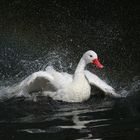 Im Bernburger Zoo den Schwan beim Baden beobachtet