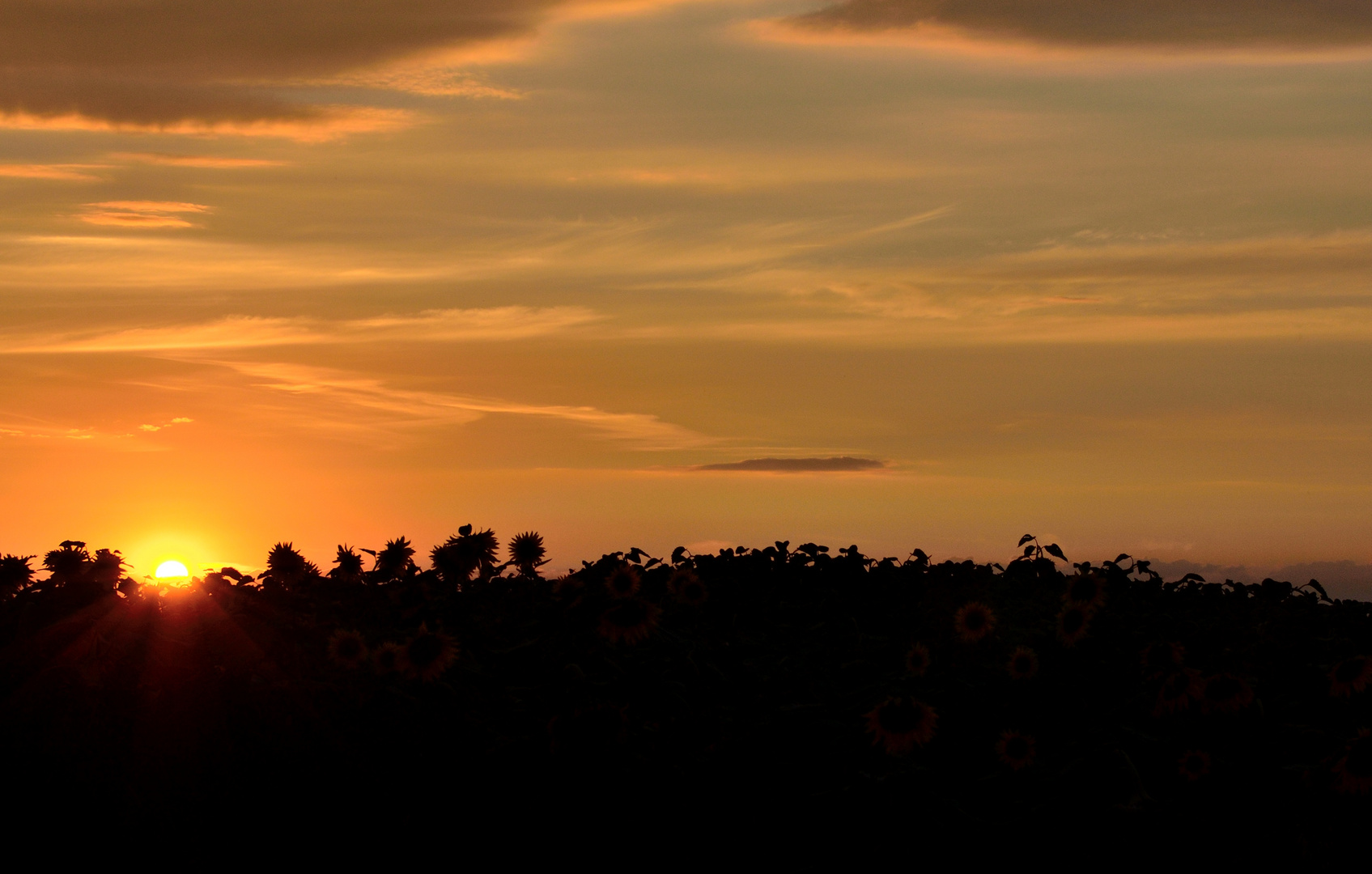 Im Bett aus Sonnenblumen geht die Sonne schlafen...