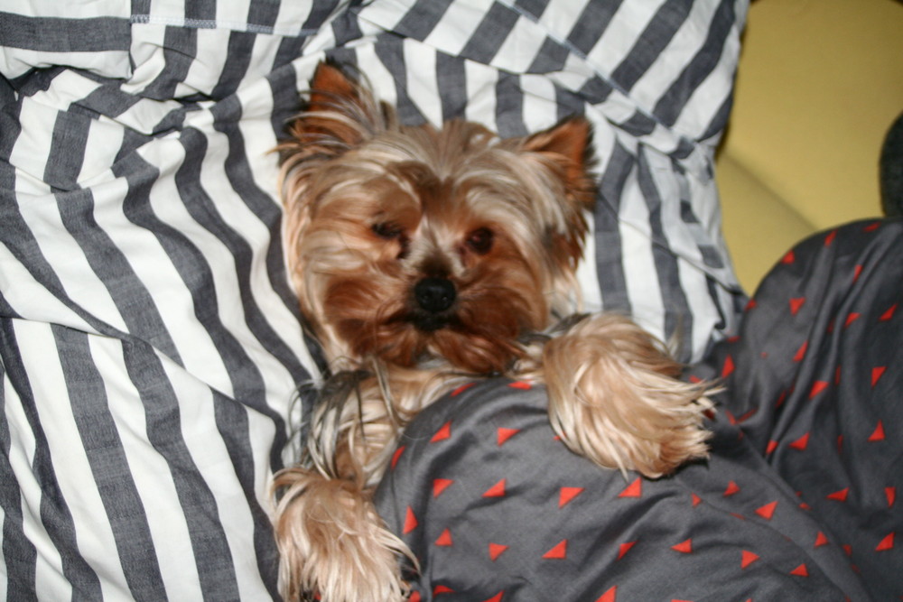 Im Bett ist es am schönsten ;) Foto & Bild tiere, haustiere, hunde
