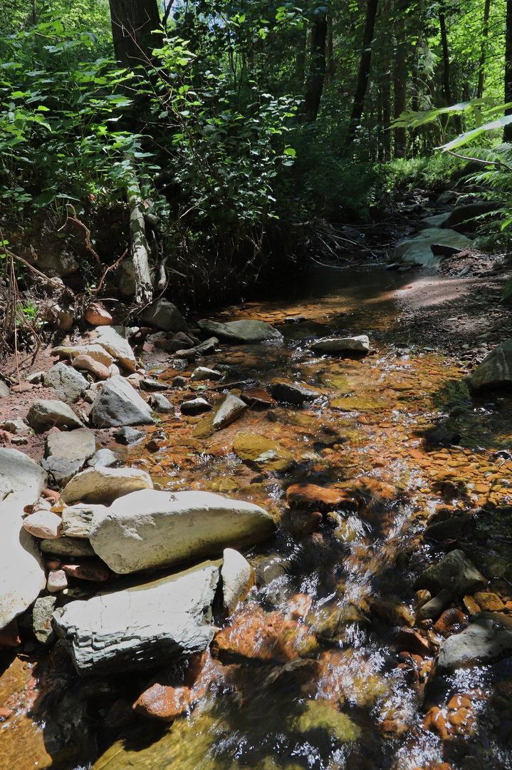 Im Biebertal (2019_06_29_EOS 6D Mark II_4517_ji)