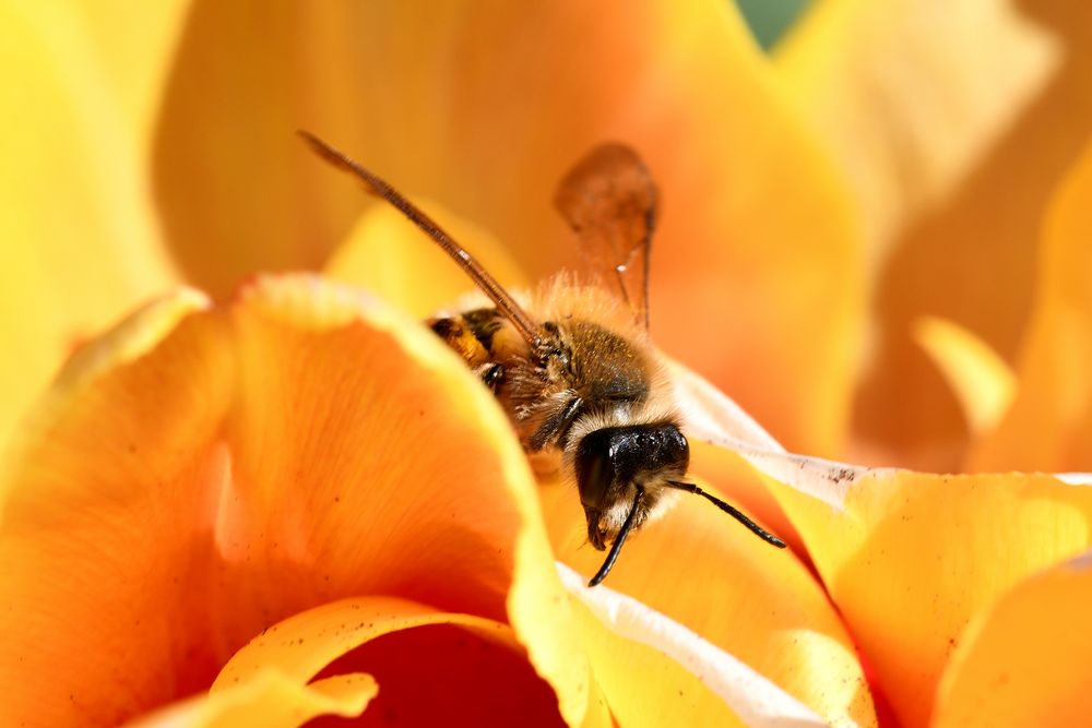 Im Bienenhimmel