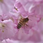 Im Bienenhimmel auf Erden