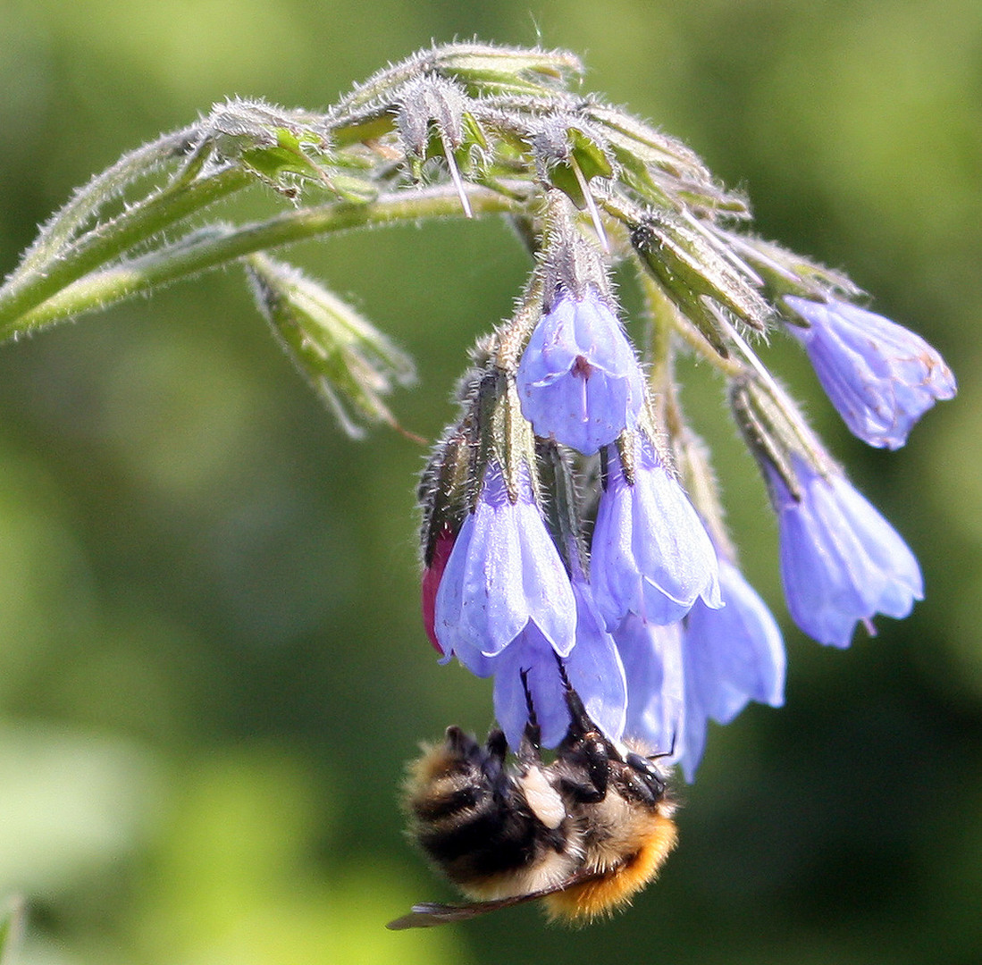 im Bienenkraut entdeckt