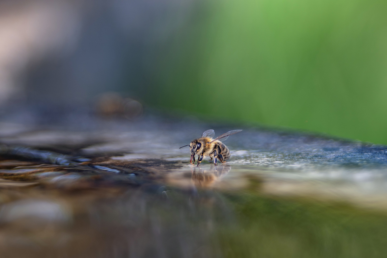 Im Bienenland...