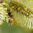 Im Bienenschlaraffenland