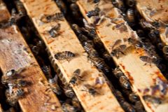 Im Bienenstock beginnt der Winterputz