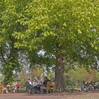 Im Biergarten beim Elbebiber