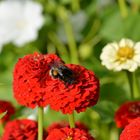 im Bio Garten der Riedberg Uni 2