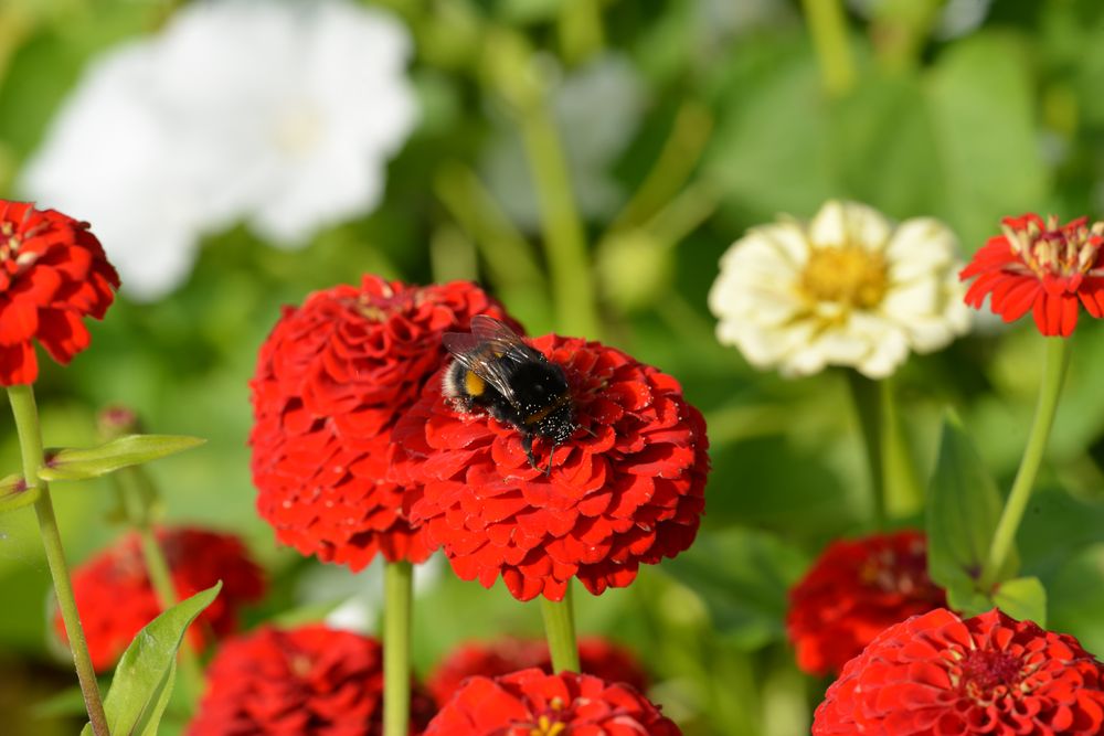 im Bio Garten der Riedberg Uni 2