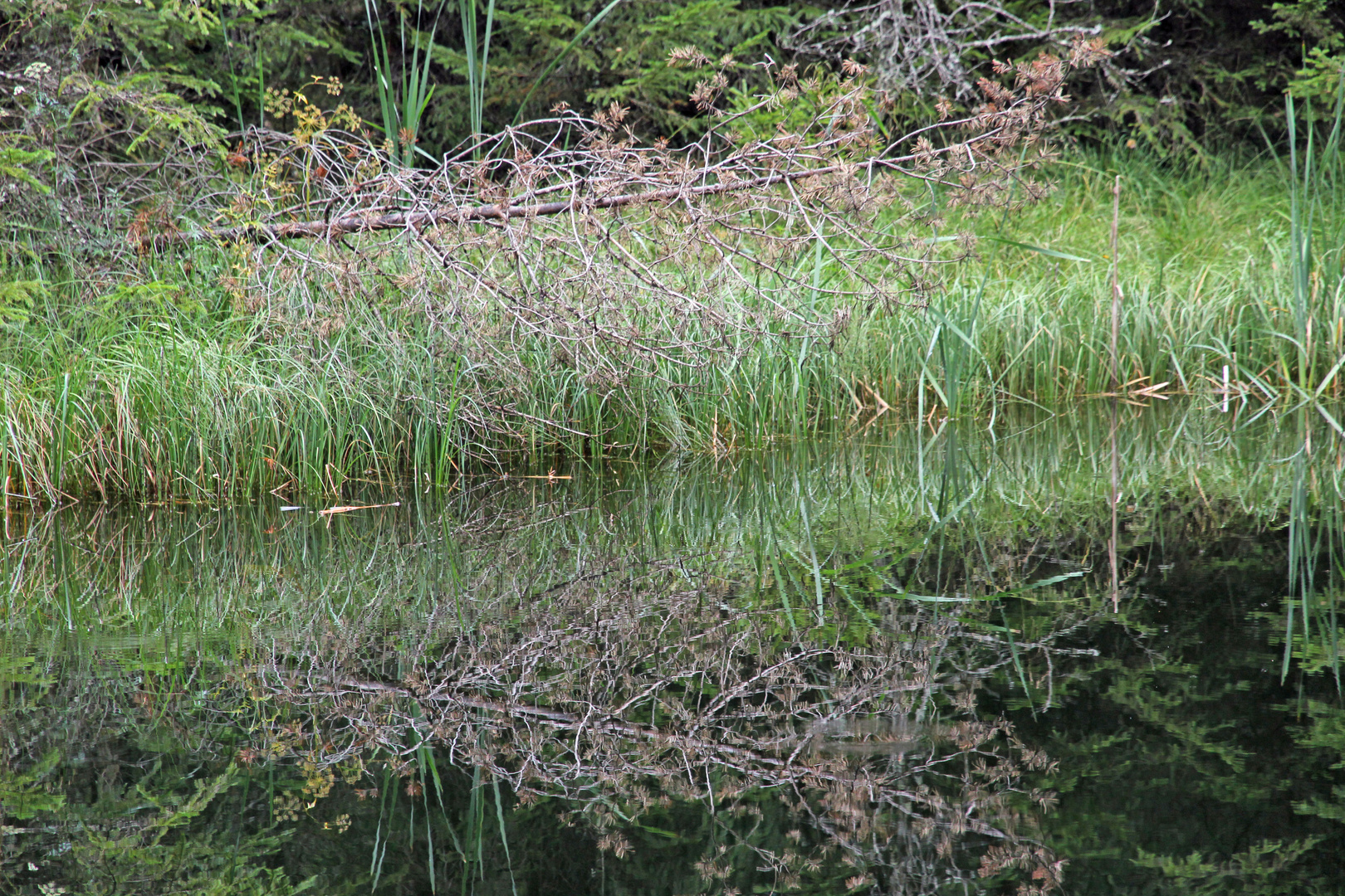 im Biotop in Rasen/Antholzertal