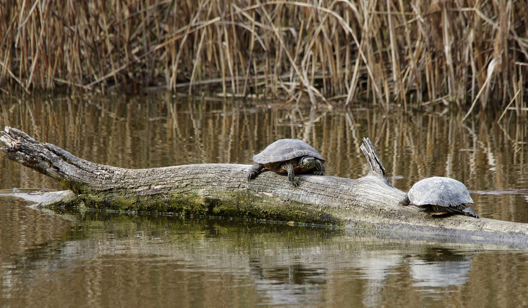 im Biotop - Sumpfschildkröten