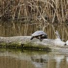 im Biotop - Sumpfschildkröten