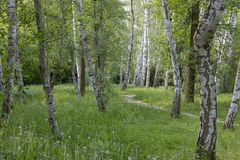 Im Birkenwäldchen im Britzer Garten