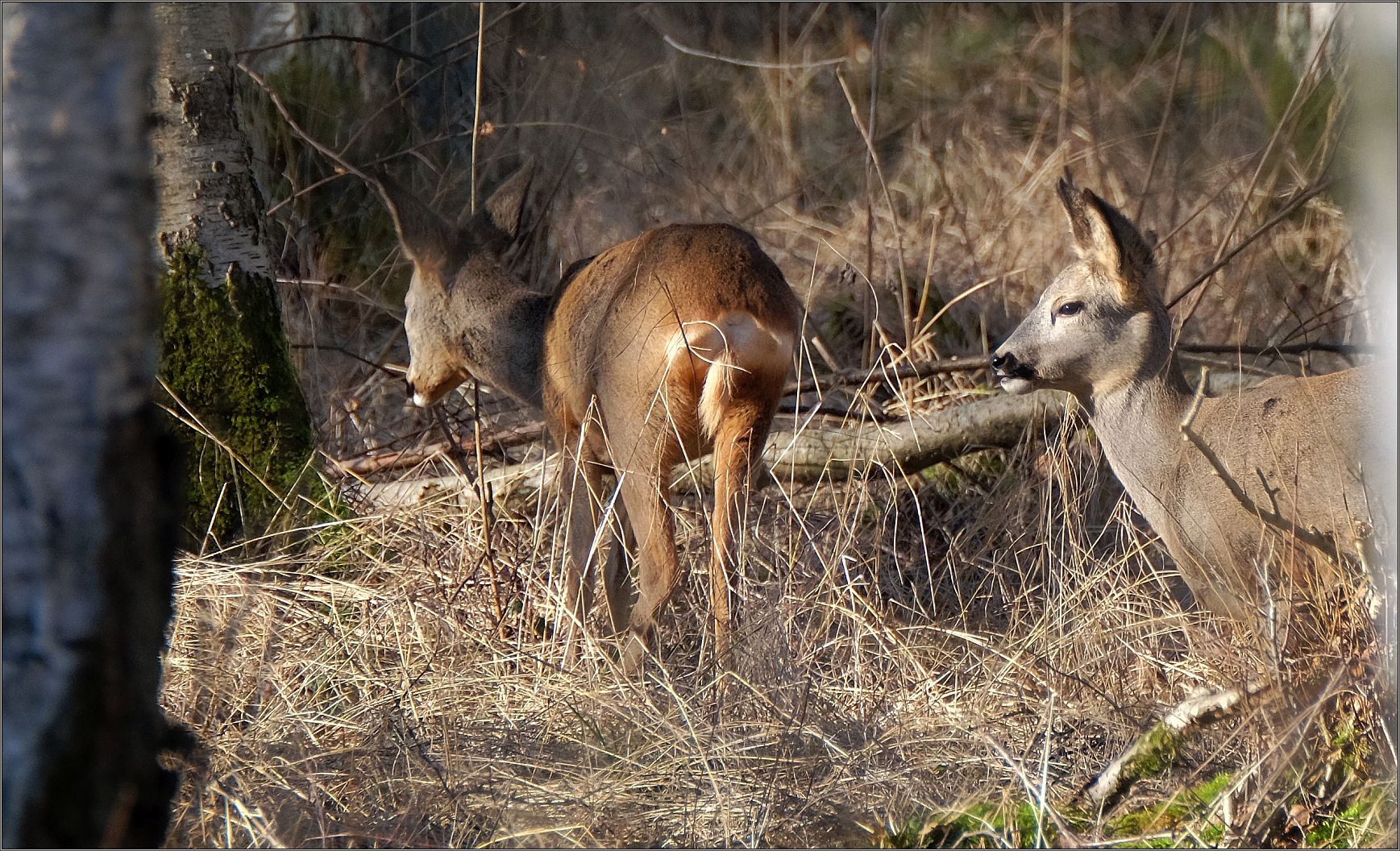 im birkenwald...