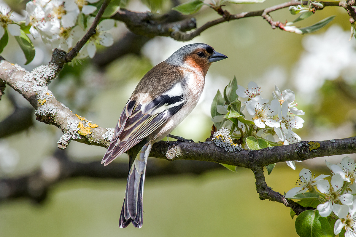 ''Im Birnenbaum'' 