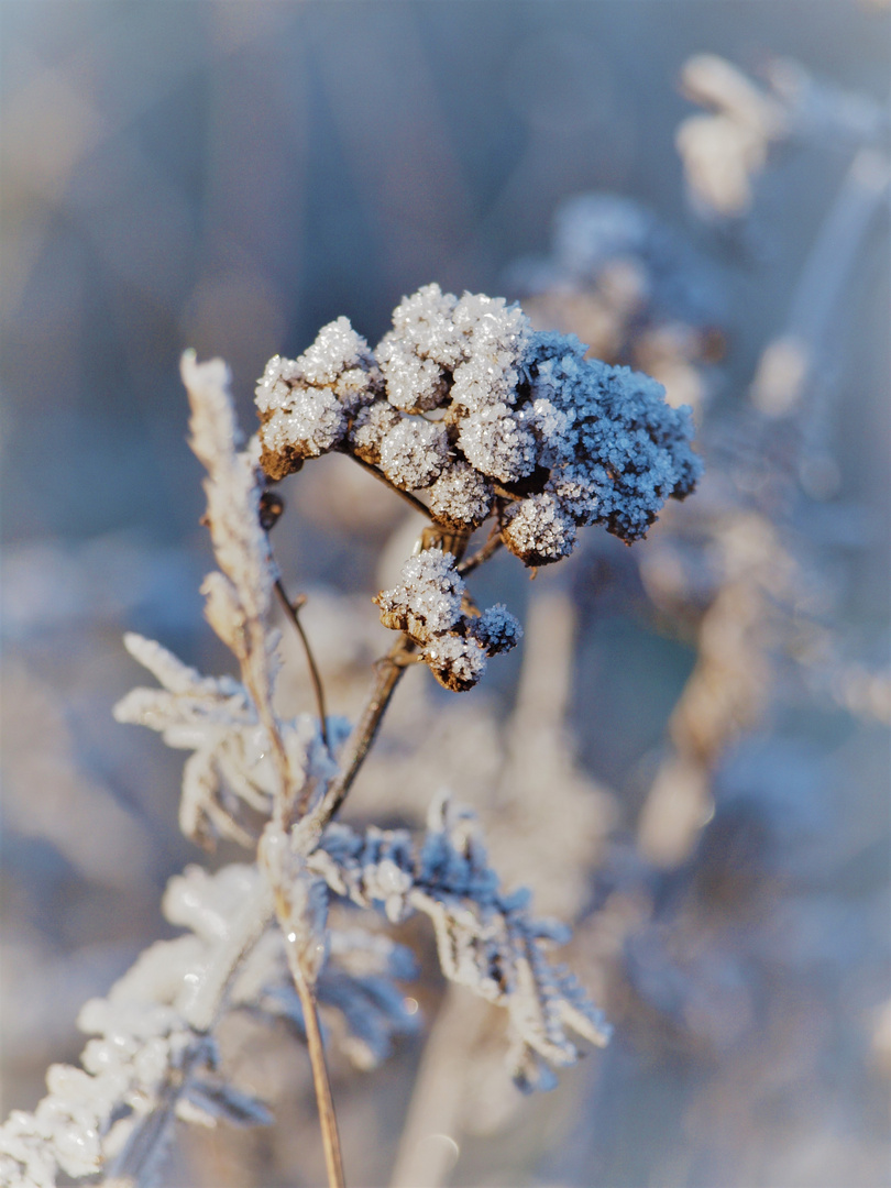 Im blauen Dunst