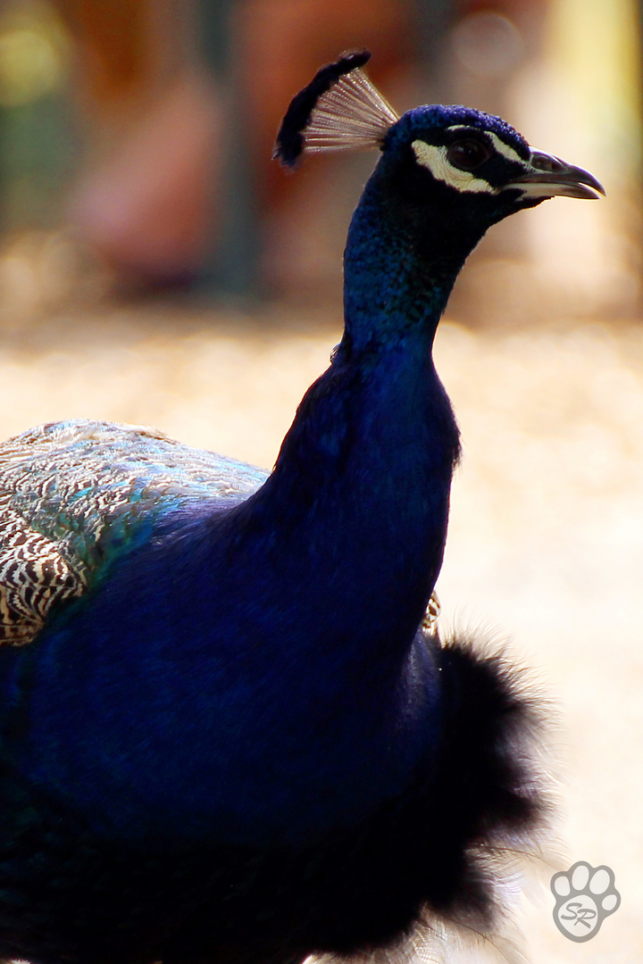 Im blauen Federkleid