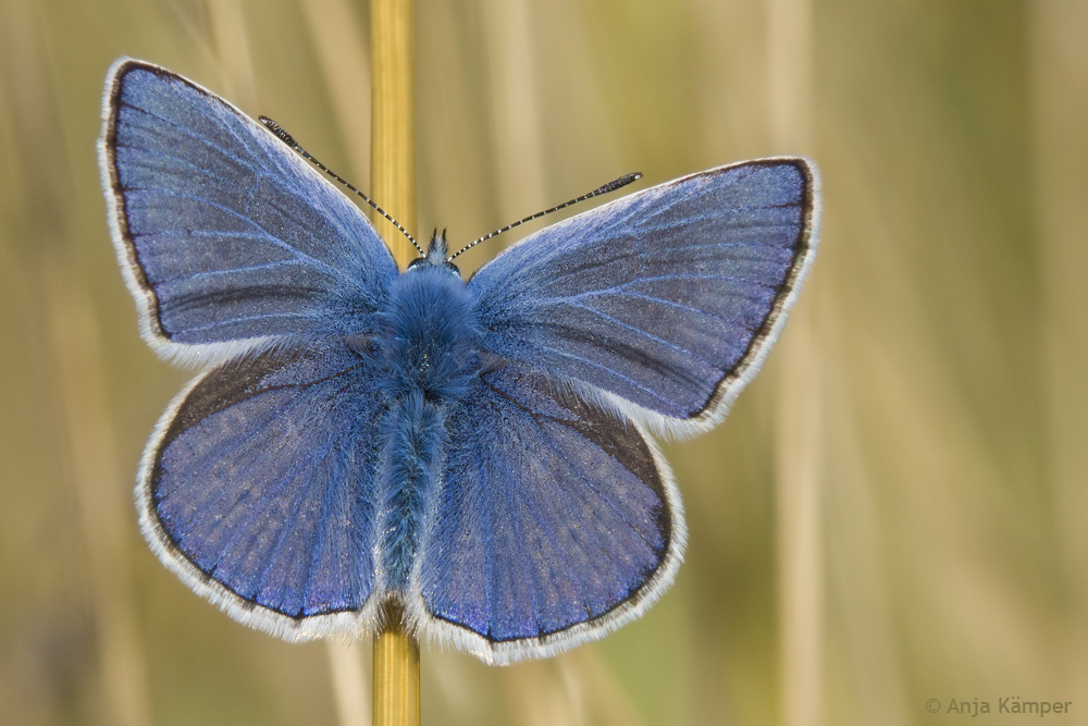 ...im blauen Mäntelchen...