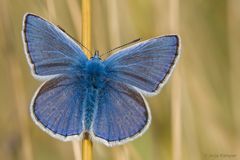 ...im blauen Mäntelchen...