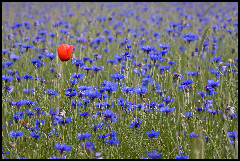 Im blauen Meer..