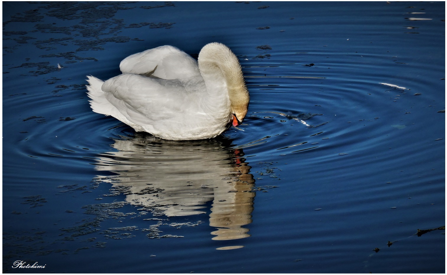 Im blauen Rhein