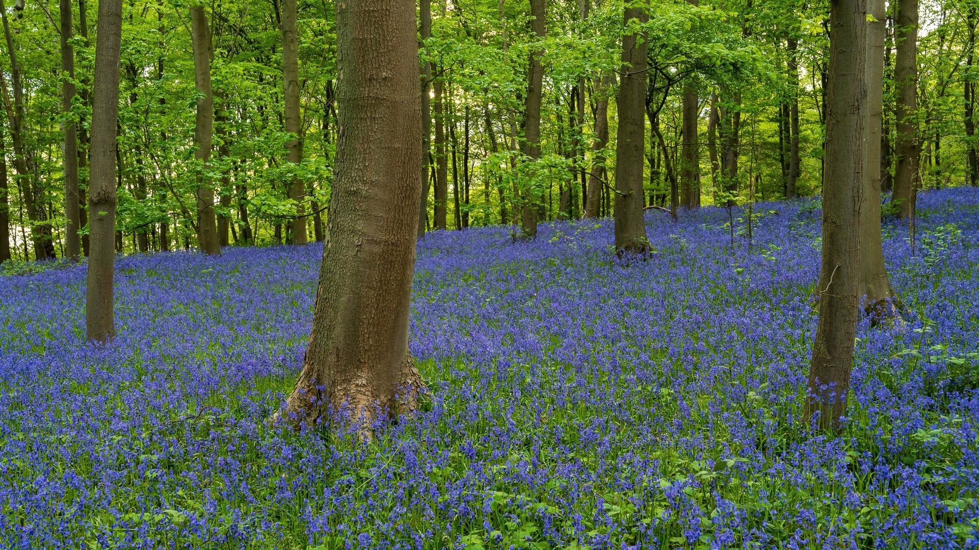 Im blauen Wald